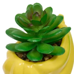 PLANTE FRUITY H.11CM