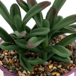 PLANTE GRASSE DEEP PURPLE POT CERAMIQUE RAYE H.16CM