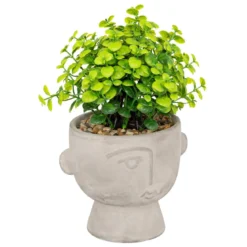 PLANTE GRASSE POT CIMENT DUSTY H.22CM