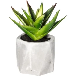 PLANTE GRASSE POT CIMENT MASA H.14CM