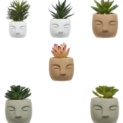 PLANTE GRASSE VISAGE TERI H.13CM