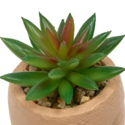 PLANTE GRASSE VISAGE TERI H.13CM