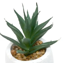 PLANTE GRASSE VISAGE TERI H.13CM