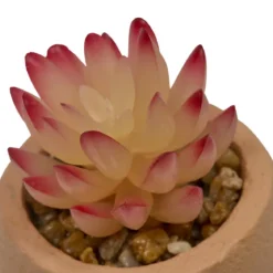 PLANTE GRASSE VISAGE TERI H.13CM