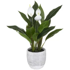 PLANTE LYS DE LA PAIX POT CIMENT H.54CM