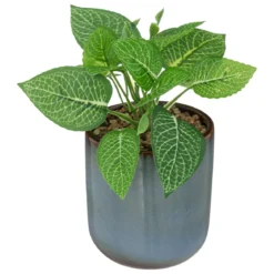 PLANTE POT CERAMIQUE REAC AZUR H.19CM