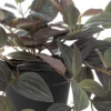 PLANTE TRADESCANTIA L.45CM