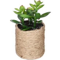 PLANTE VERTE CORDE ETHNIQUE H.16CM