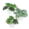 PLANTE VERTE POT PLASTIQUE BLANC D.10X9CM 3 MODELES