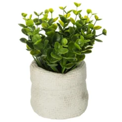 PLANTE VERTE SAC CIMENT VENT H.14CM