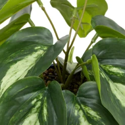 PLANTE VISAGE POT CERAMIQUE SOLEYA H.30CM