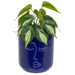PLANTE VISAGE POT CERAMIQUE SOLEYA H.30CM
