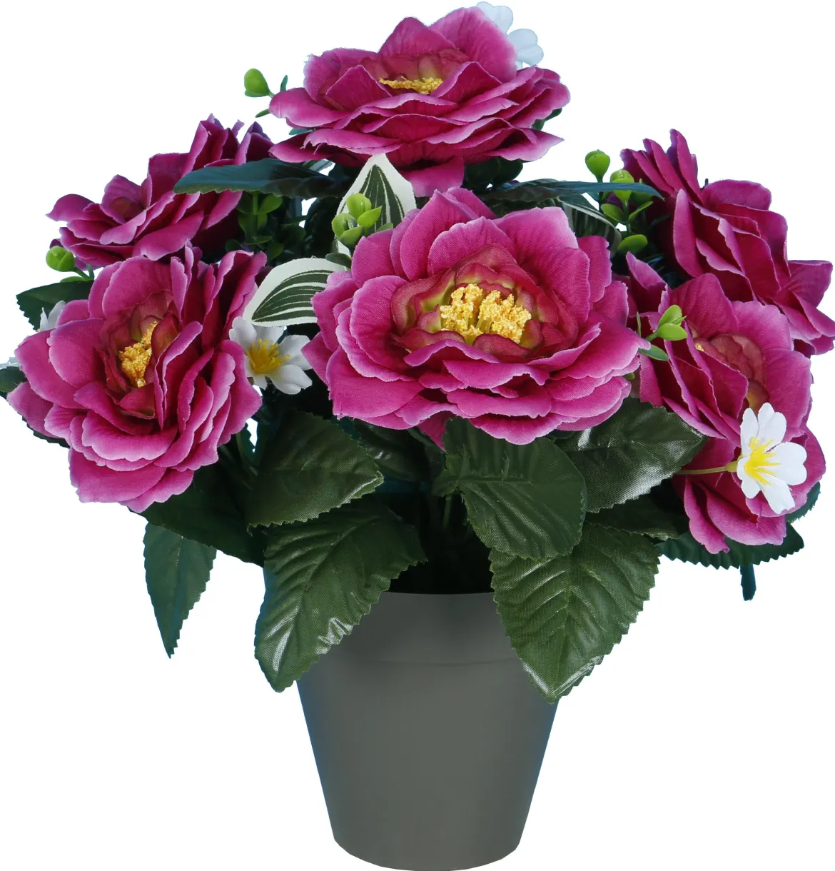 POT CAMELIAS