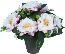POT CAMELIAS