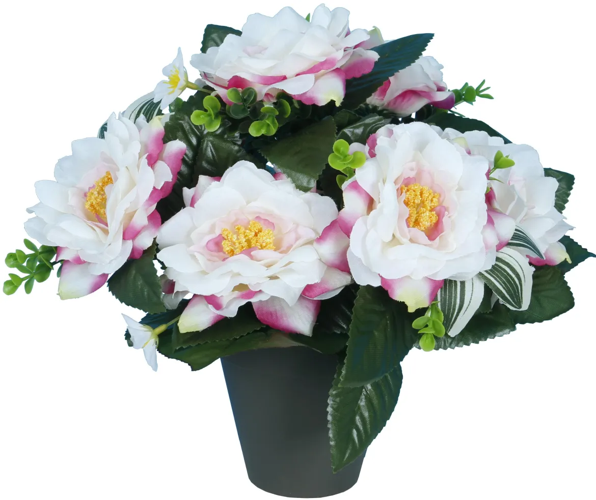 POT CAMELIAS