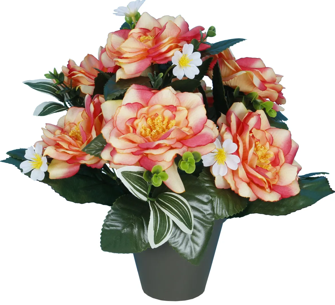 POT CAMELIAS