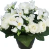 POT RENONCULES FLEURETTES