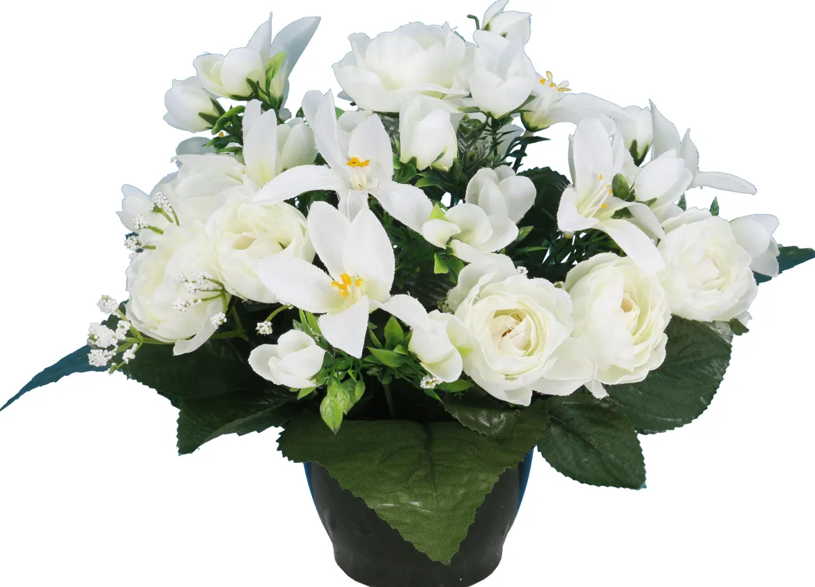POT RENONCULES FLEURETTES