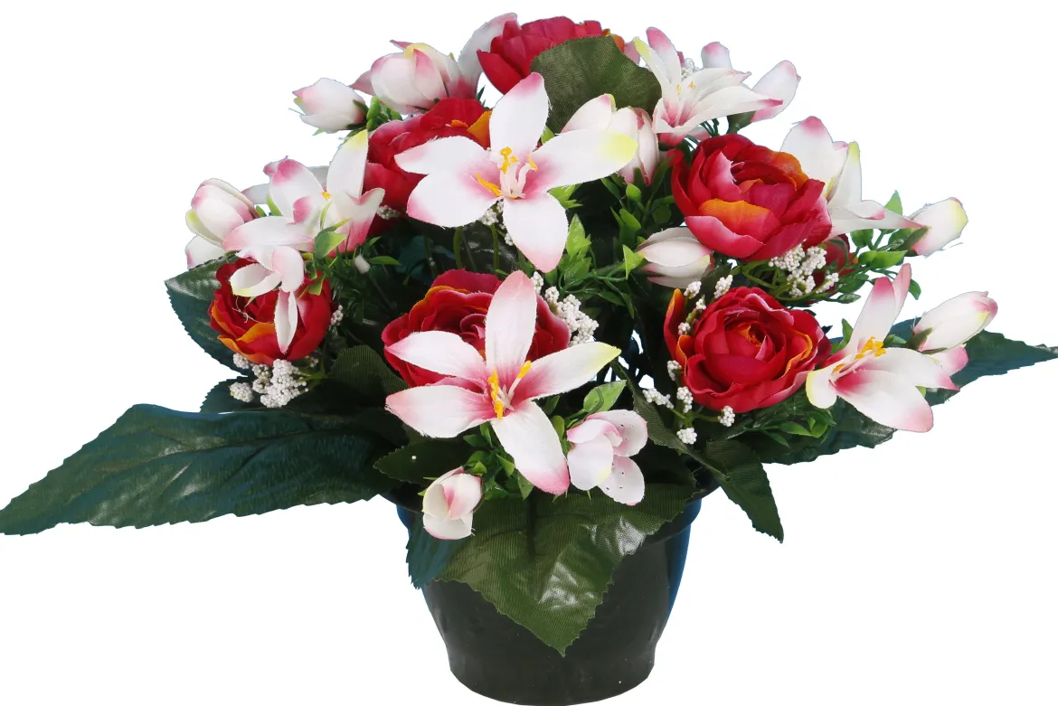 POT RENONCULES FLEURETTES