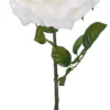 ROSE CREME H.102CM