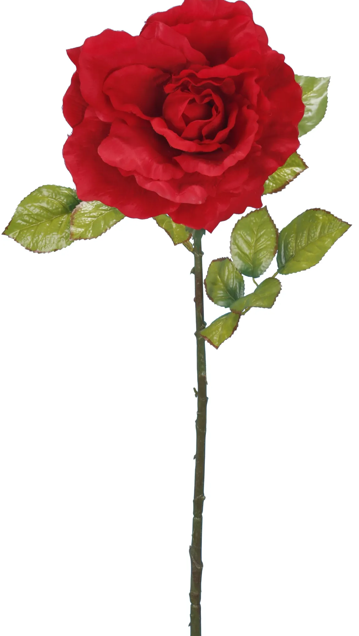 ROSE ROUGE H.102CM