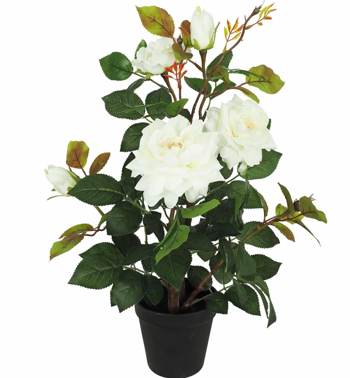 ROSIER 3 FLEURS 2 BOUTONS POT PLASTIQUE NOIR 13X11CM H.50CM
