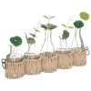 SOLIFLORES X5 PIECES TIGES NATURELLES COSY