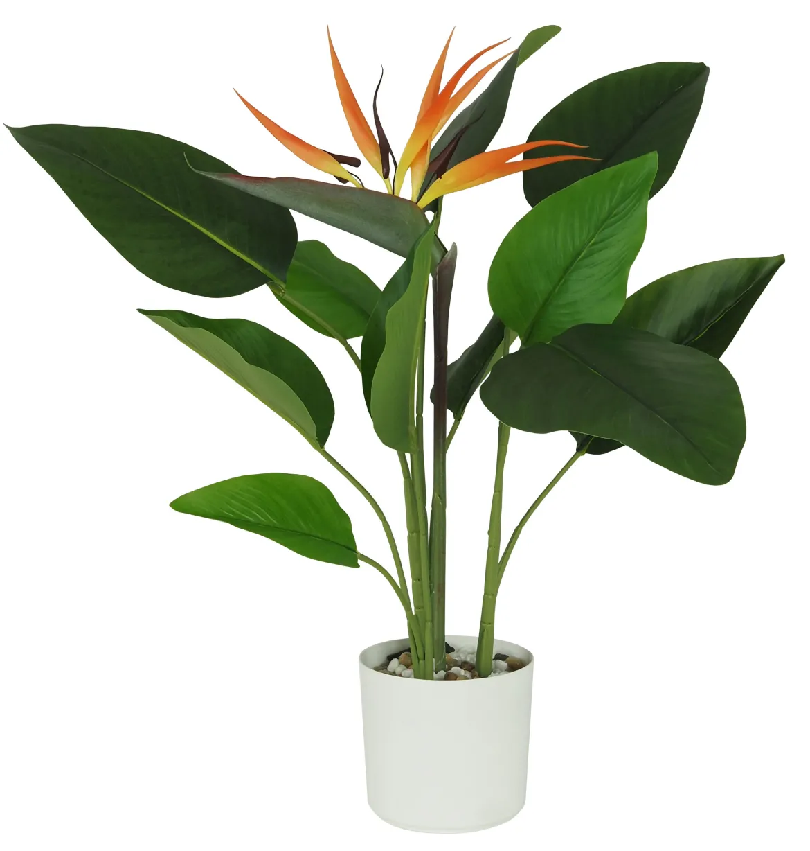 STRELITZIA OISEAU PARADIS POT NOIR H.60CM