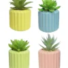 SUCCULENTE POT CERAMIQUE H.11CM