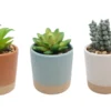 SUCCULENTES POT CERAMIQUE ROND H.10CM