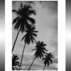 TABLEAU 15 CM X 20 CM BAGUETTE NOIRE  PALMIERS
