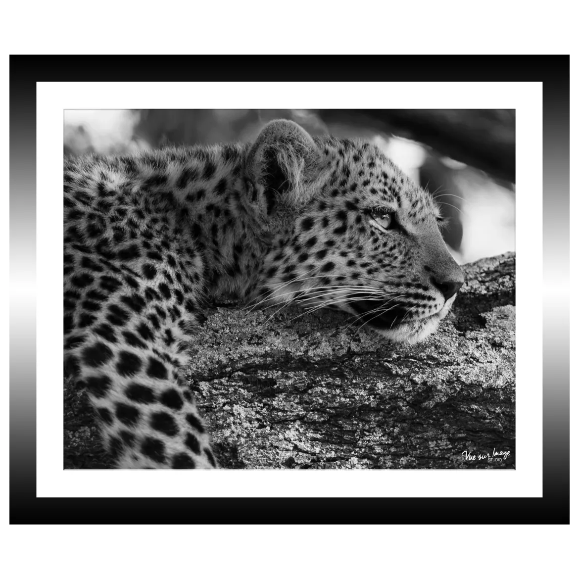 TABLEAU 30X25CM BAGUETTE NOIRE GUEPARD