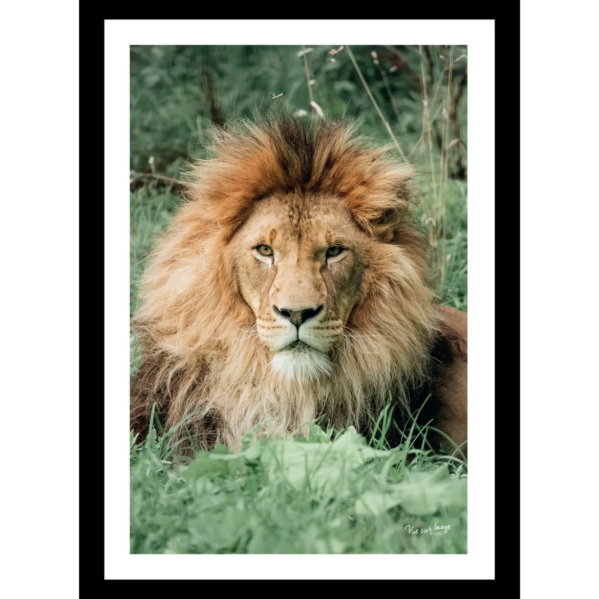 TABLEAU 25X35CM BAGUETTE NOIRE MAT LION