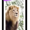 TABLEAU 20X30CM BAGUETTE NOIR MAT LION