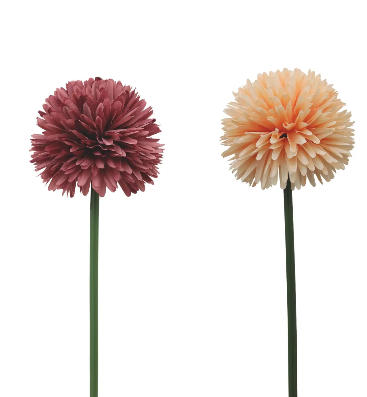 TIGE ALLIUM H.62CM CHARME