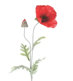 TIGE COQUELICOTS 1 FLEUR ET 1 BOUTON H.70CM ROUGE