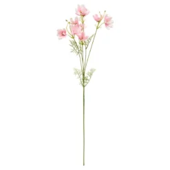 TIGE COREOPSIS PHOEBE H.88CM