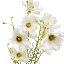 TIGE COREOPSIS PHOEBE H.88CM