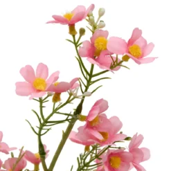 TIGE COSMOS PHOEBE H.62CM