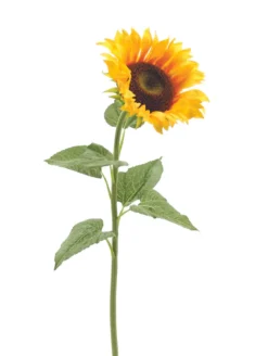 TIGE GEANTE DE TOURNESOL H110CM DIAM. 20CM JAUNE
