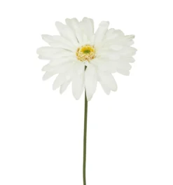 TIGE GERBERA H.60CM BLANC