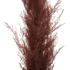 TIGE PAMPA RUBIS H.110CM