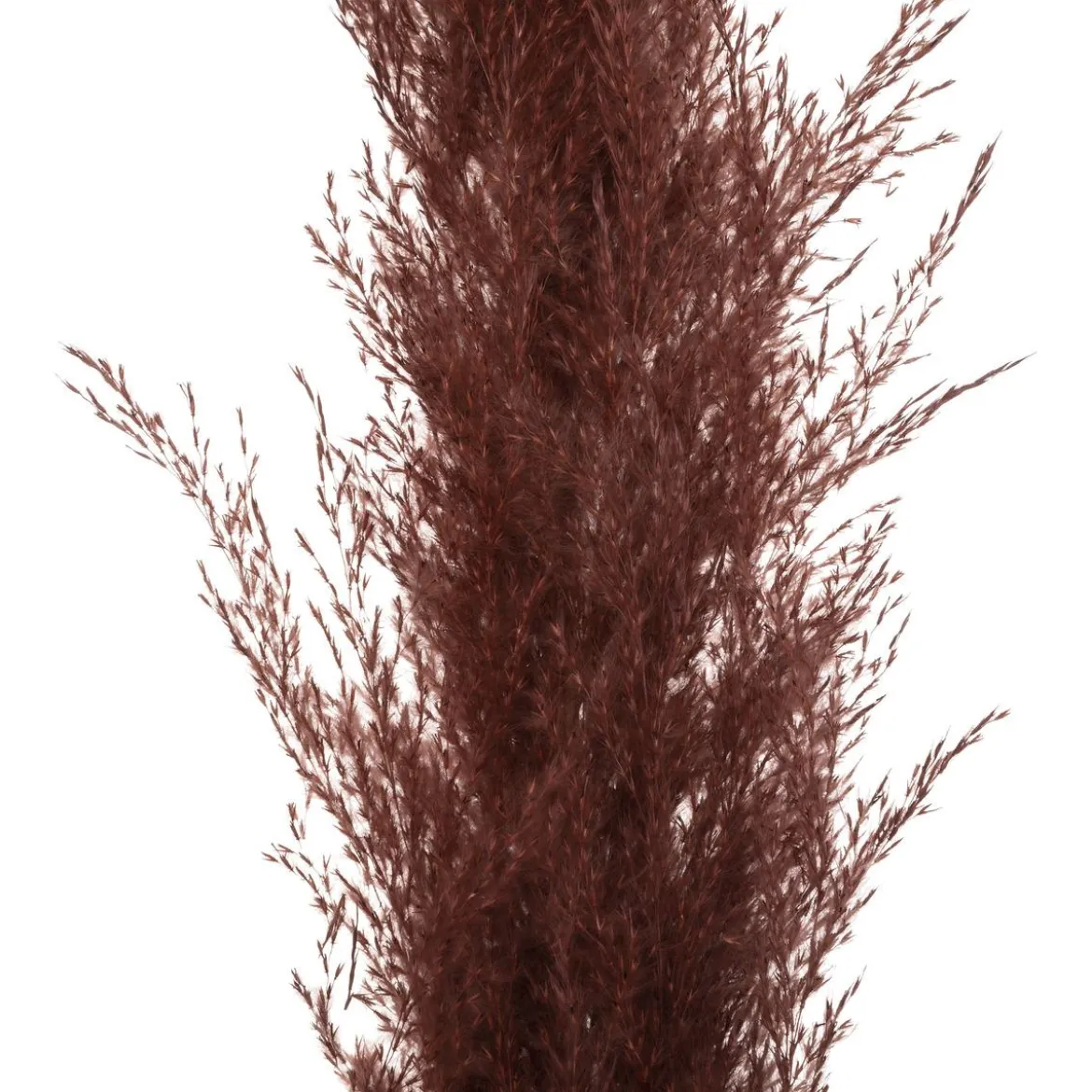 TIGE PAMPA RUBIS H.110CM