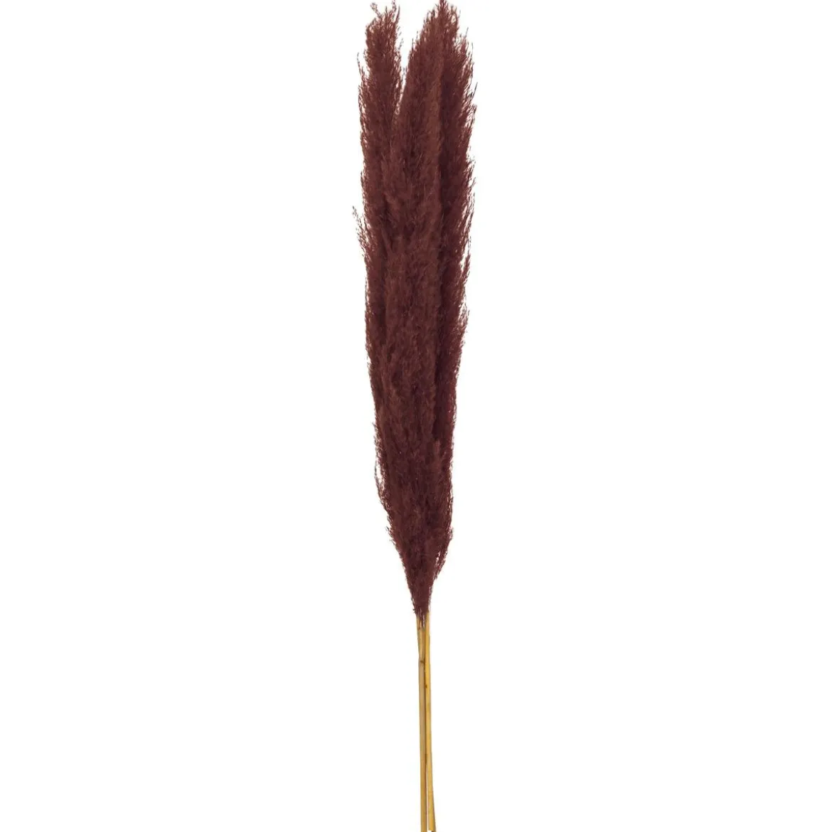 TIGE PAMPA RUBIS H.110CM