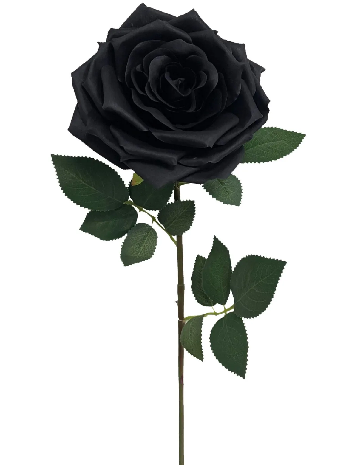 TIGE ROSE H.72CM NOIR