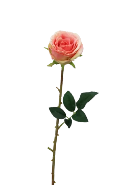 TIGE ROSE H.70CM ROSE