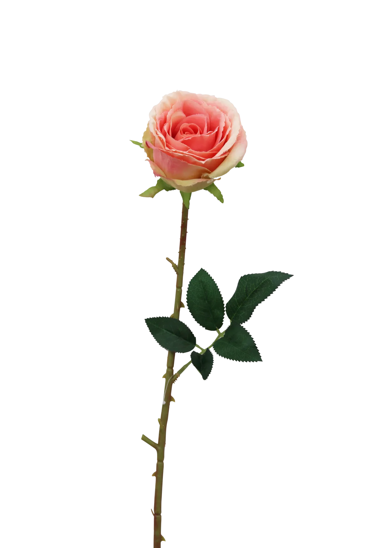 TIGE ROSE H.70CM ROSE