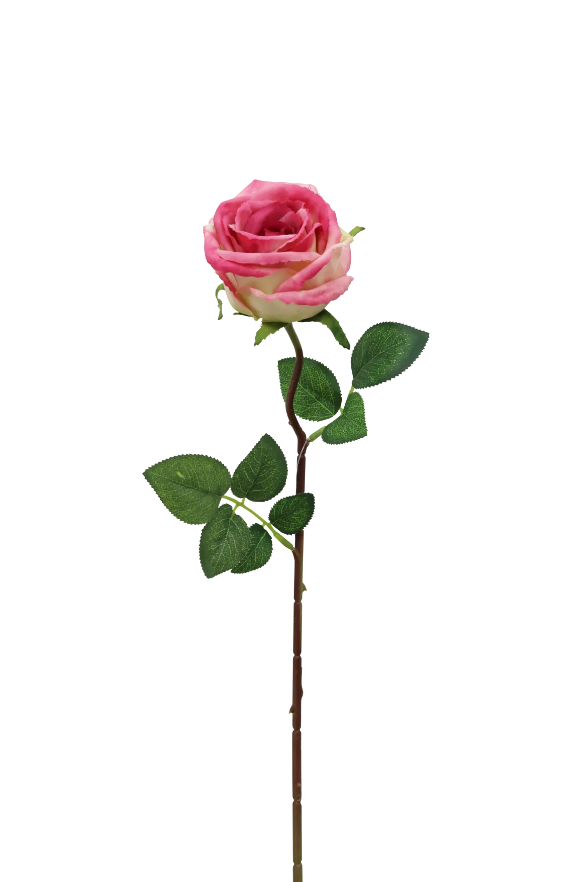 TIGE ROSE H.70CM ROSE