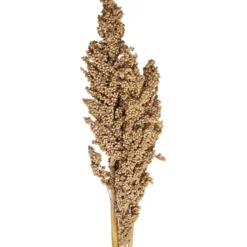 TIGES SECHEES NATUREL OCRE
