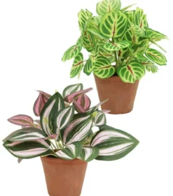TRADESCANTIA CALATHEA MAKOYANA POT TERRE H.20CM